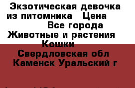 Экзотическая девочка из питомника › Цена ­ 25 000 - Все города Животные и растения » Кошки   . Свердловская обл.,Каменск-Уральский г.